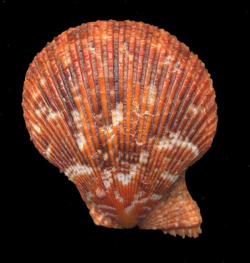 Mimaclamys varia